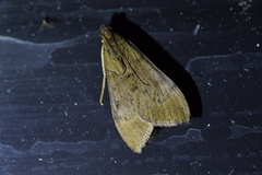 Uresiphita maorialis