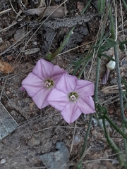 Convolvulus erubescens