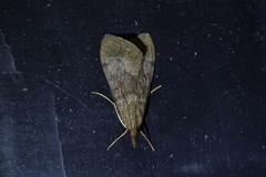 Uresiphita maorialis