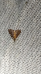 Udea daiclesalis