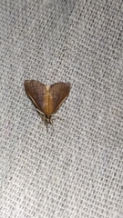 Udea daiclesalis