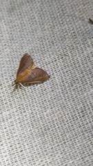 Udea daiclesalis
