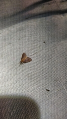 Udea daiclesalis