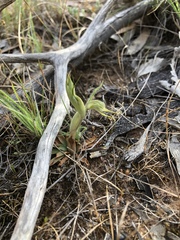 Pterostylis despectans