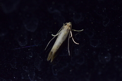 Tinea pallescentella
