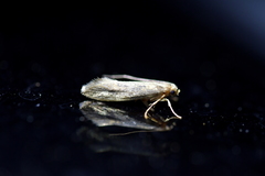 Tinea pallescentella