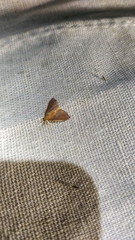 Udea daiclesalis