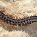 Chelodesmidae - Photo (c) faluke,  זכויות יוצרים חלקיות (CC BY-NC), uploaded by faluke