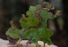 Phytomyza agromyzina group