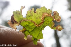 Phytomyza agromyzina group