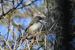 Apalis thoracica claudei