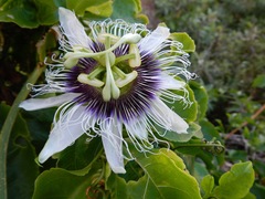 Passiflora edulis flavicarpa