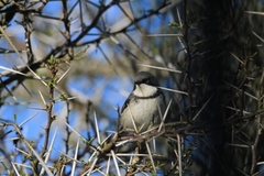 Apalis thoracica claudei