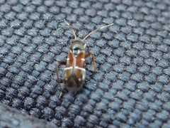 Pilophorus perplexus