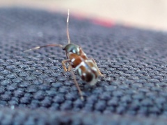 Pilophorus perplexus