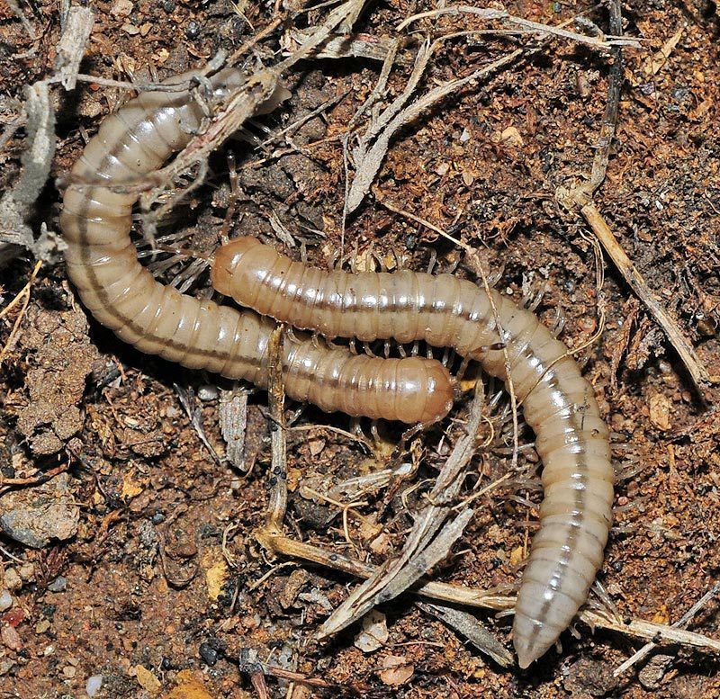 Oranmorpha