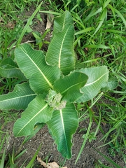 Asclepiadinae
