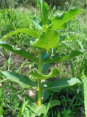 Asclepiadinae