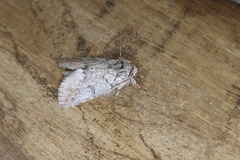 Sericochroa luculenta