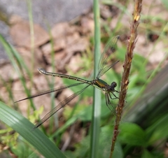 Lestes temporalis