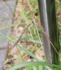 Lestes temporalis