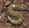 Oranian Giant Centipede - Photo (c) faluke, some rights reserved (CC BY-NC), uploaded by faluke