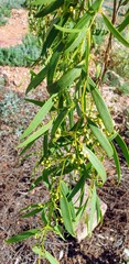 Santalum lanceolatum