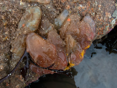 Ascidia mentula