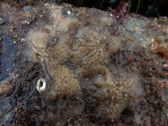 Haliclona indistincta