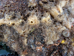 Haliclona indistincta