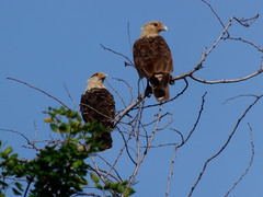 Daptrius chimachima