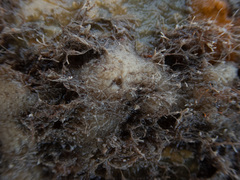 Haliclona indistincta