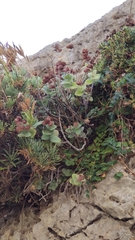 Origanum calcaratum