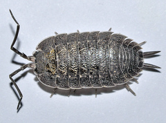 Porcellio violaceus