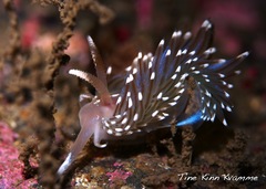 Facelina auriculata