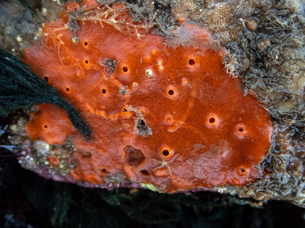 Ophlitaspongia papilla