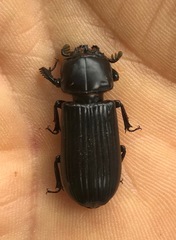 Aulacocyclus
