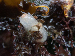 Ascidiella aspersa