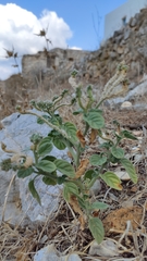 Heliotropium dolosum