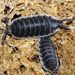 Porcellio hoffmannseggii - Photo (c) faluke, some rights reserved (CC BY-NC), uploaded by faluke