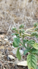 Heliotropium dolosum