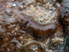 Gattyana cirrhosa