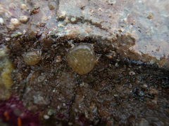 Polyclinum aurantium