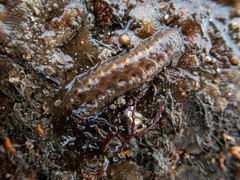 Lepidonotus squamatus