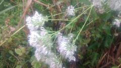 Eupatorium formosanum
