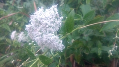Eupatorium formosanum