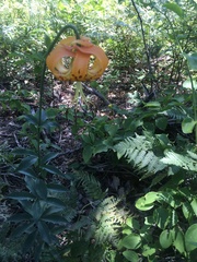 Lilium michauxii