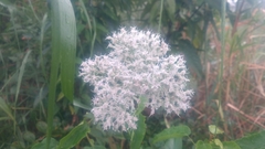 Eupatorium formosanum