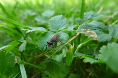 Phytomyza pubicornis