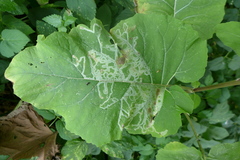 Phytomyza lappae